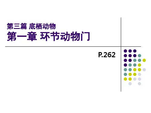 底栖动物-环节动物门