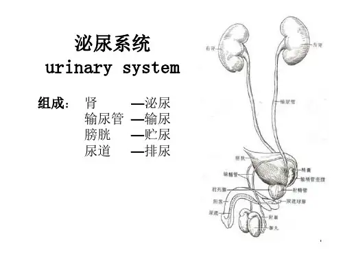 人体解剖学PPT：泌尿系统.