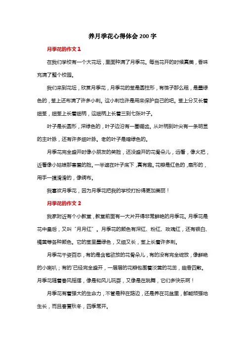 养月季花心得体会200字