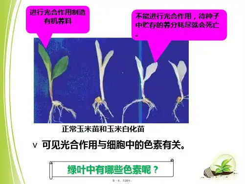 人教版生物必修一5.4《绿叶中色素的提取和分离》实用课件(共35张PPT)