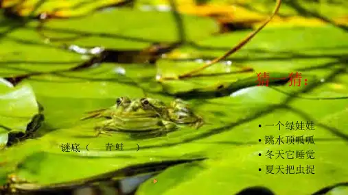 一年级【下】册语文-3小青蛙人教部编版(16张ppt)公开课课件