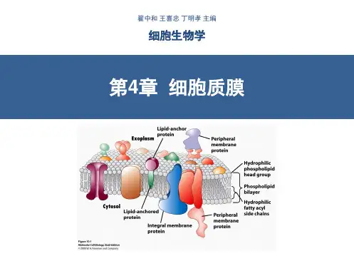 细胞生物学 翟中和编 第4章 细胞质膜