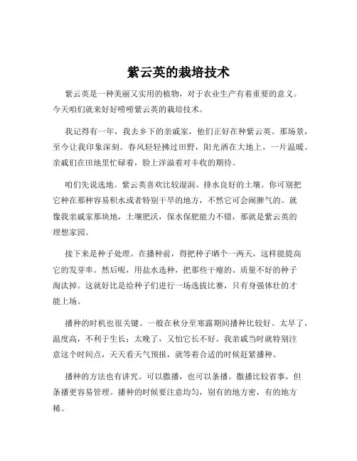 紫云英的栽培技术