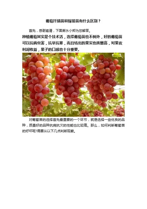 葡萄扦插苗和嫁接苗有什么区别？