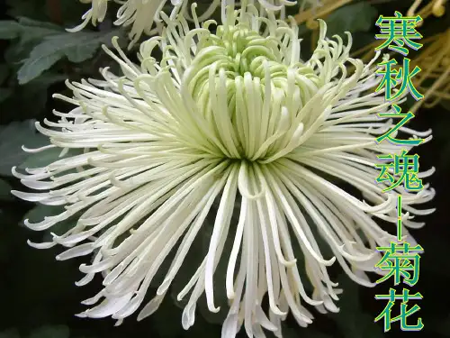 人教版生物七上第三节-开花和结果课件