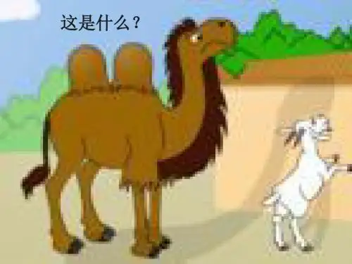 骆驼和羊xppt课件.ppt