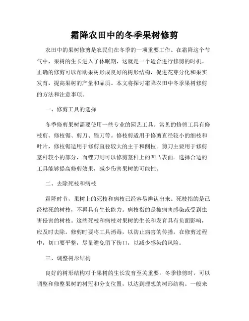 霜降农田中的冬季果树修剪