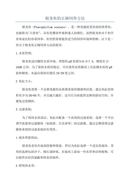 银龙鱼的正确饲养方法