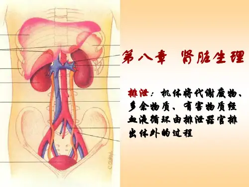 第八章 肾脏生理