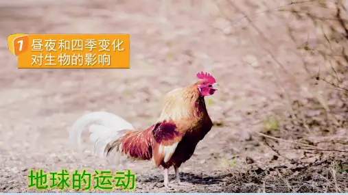 教科版小学六年级上册科学第二单元(7昼夜和四季变化对生物的影响)公开课PPT课件