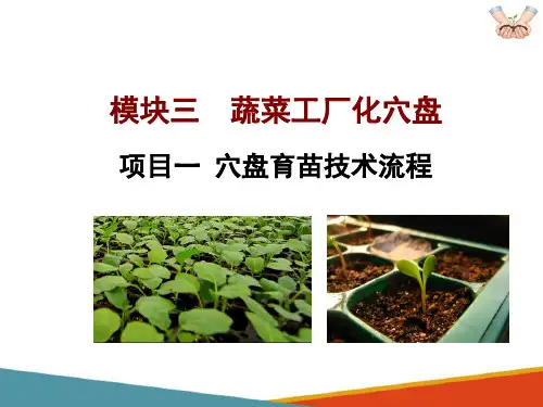 蔬菜工厂化穴盘育苗技术 穴盘育苗技术流程