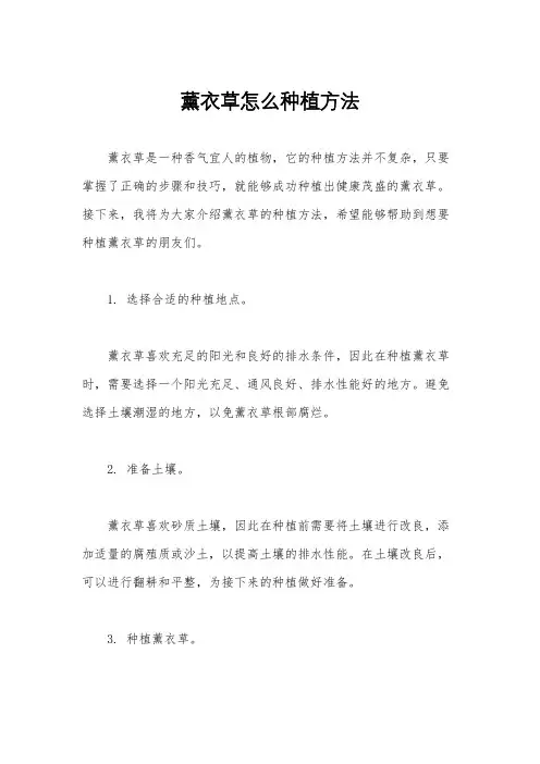 薰衣草怎么种植方法