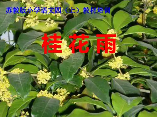苏教版小学语文四年级上册课件《桂花雨》PPT教学课件