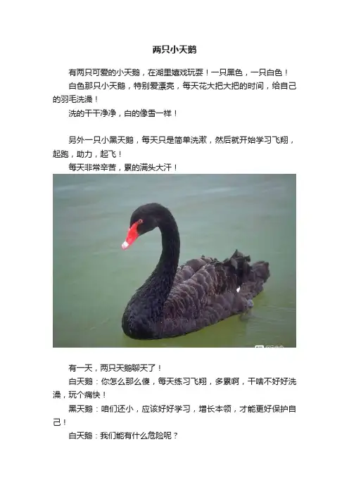 两只小天鹅