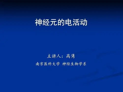 神经元的电活动课件