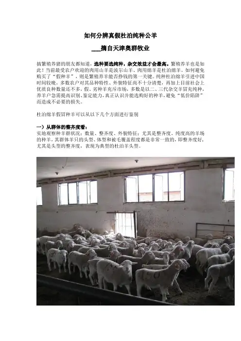 如何分辨真假杜泊纯种公羊