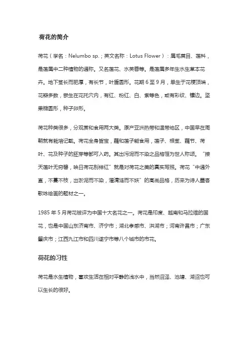 荷花的简介
