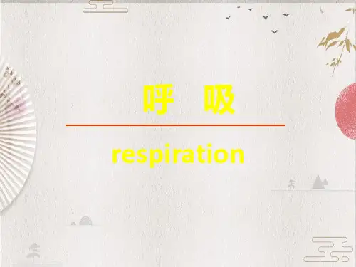 【生理学】5 呼吸