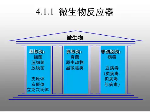 微生物和动物细胞培养的反应器