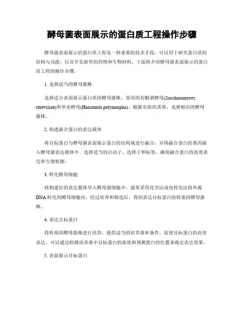 酵母菌表面展示的蛋白质工程操作步骤