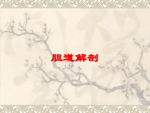 胆道解剖培训课件