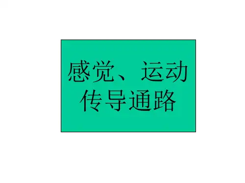 感觉和运动传导通路