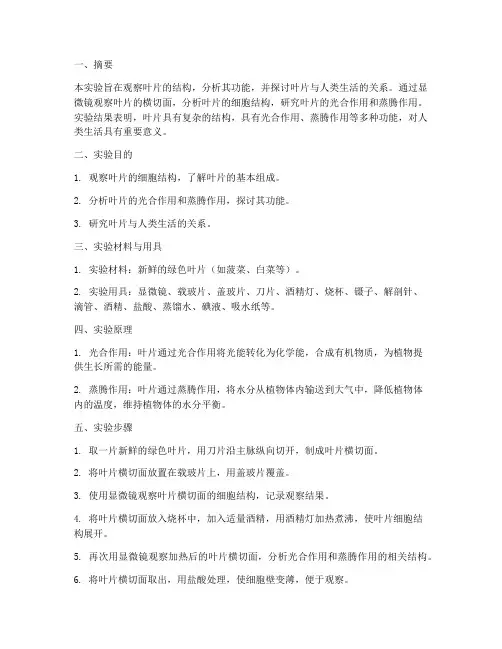 叶片实验报告