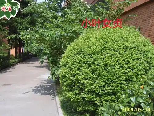 第一节 绿色开花植物的营养器官-叶 课件