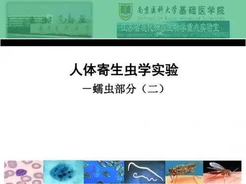 寄生虫实验4-钩、蛔、鞭、蛲、丝、旋毛虫课件