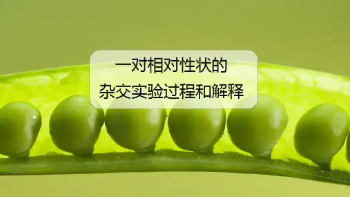 一对相对性状的杂交实验过程和解释-高中生物必修二课件