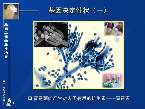基因工程ppt课件