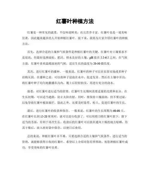 红薯叶种植方法