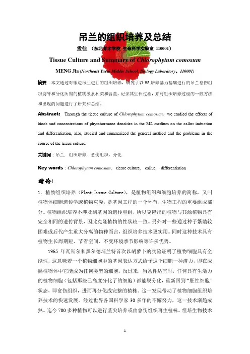 吊兰的组织培养及总结