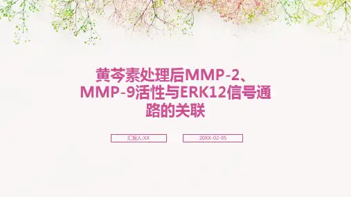 黄芩素处理后MMP-2、MMP-9活性与ERK12信号通路的关联
