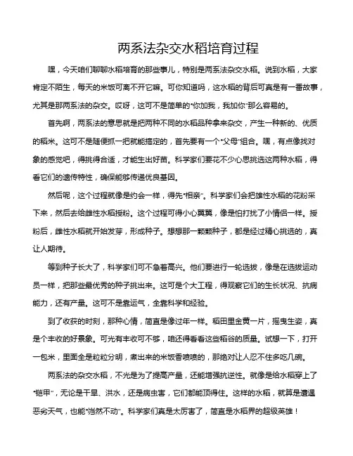 两系法杂交水稻培育过程