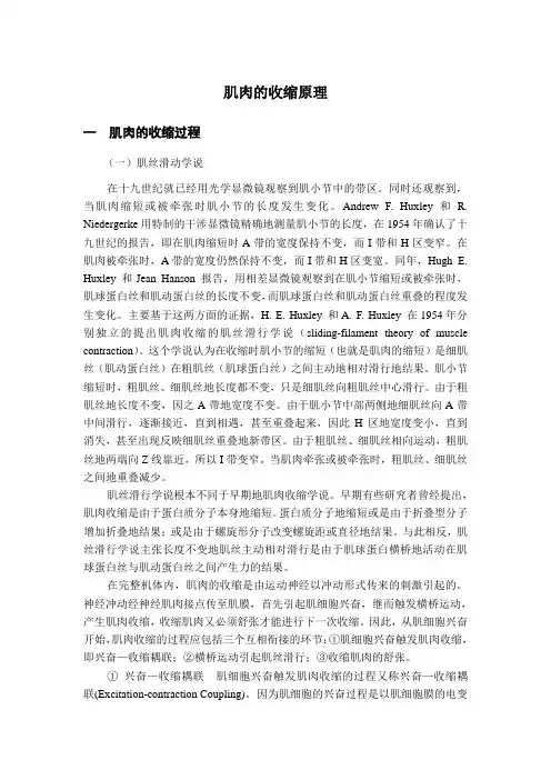 肌肉的收缩原理