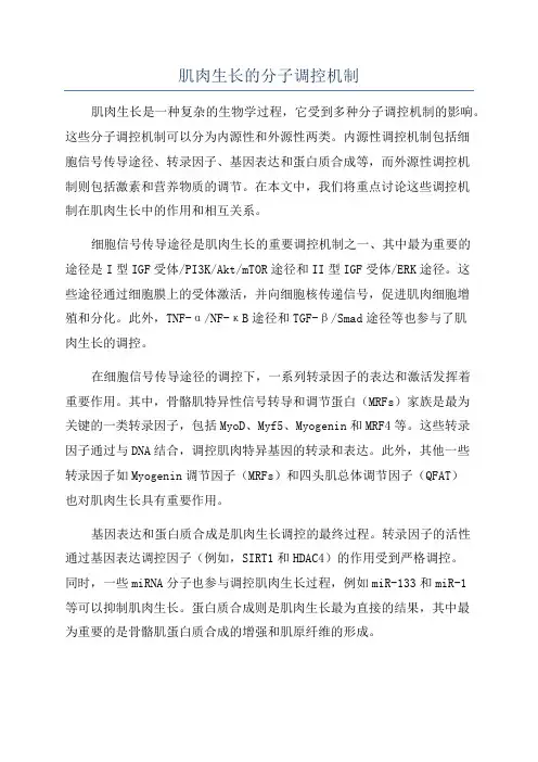肌肉生长的分子调控机制