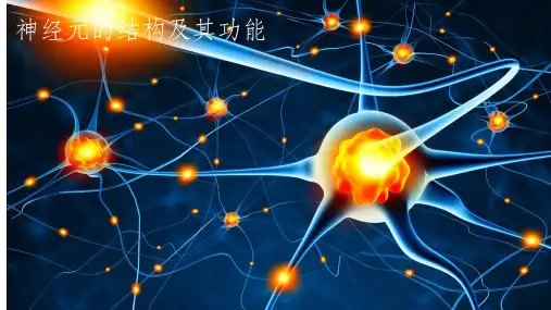 神经元的结构及其功能PPT课件