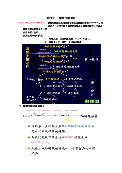 糖代谢-磷酸戊糖途径&糖原&糖异生&血糖调节