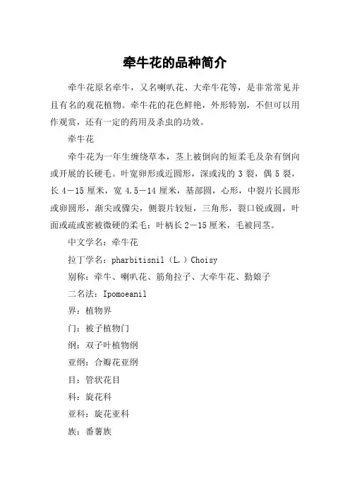 牵牛花的品种简介