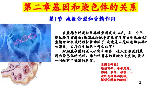 生物人教版(2019)必修2 2.1.1减数分裂(共77张ppt).ppt