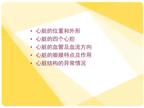 最新心脏解剖讲义PPT课件