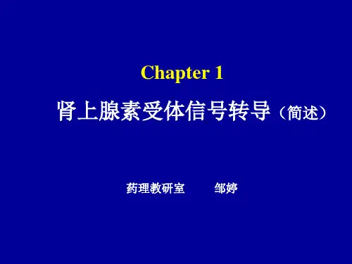 肾上腺素受体信号转导