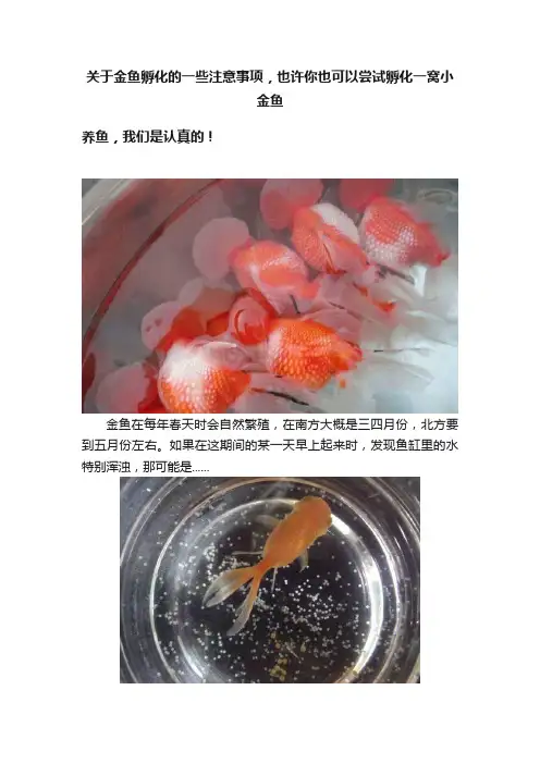 关于金鱼孵化的一些注意事项，也许你也可以尝试孵化一窝小金鱼