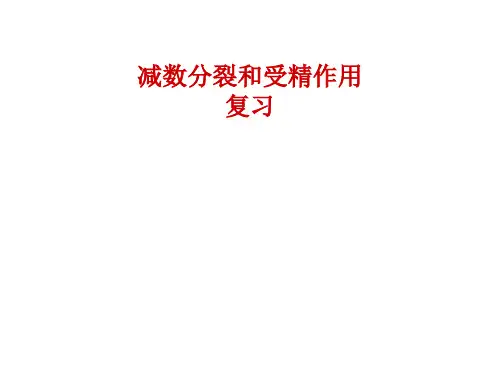 减数分裂复习课件