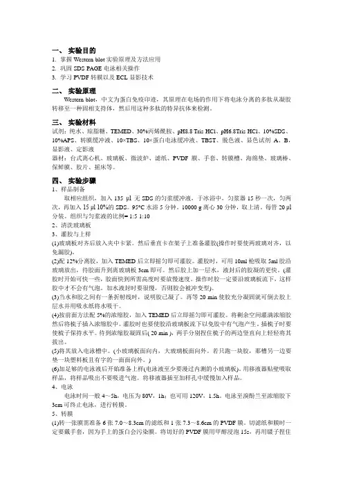 western-blot实验报告