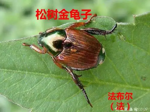 16、《松树金龟子》