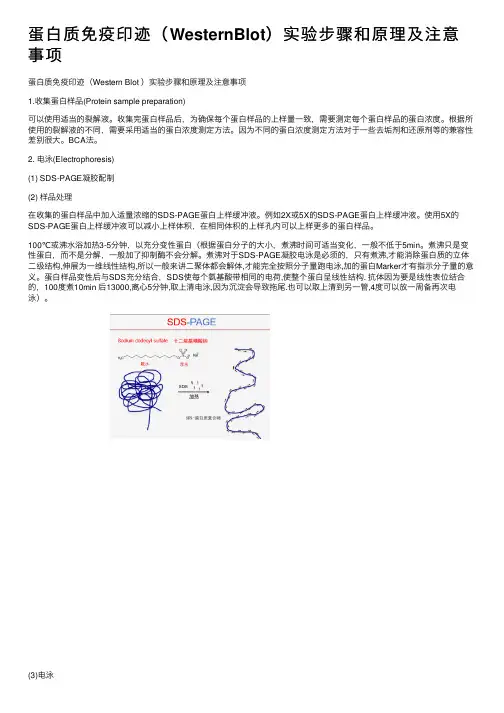 蛋白质免疫印迹（WesternBlot）实验步骤和原理及注意事项