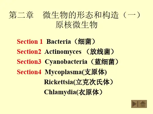 微生物 课件 02细菌