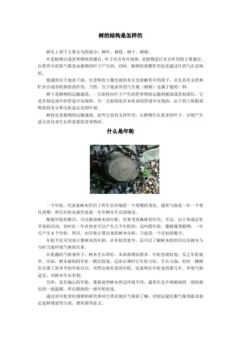 树的结构是怎样的